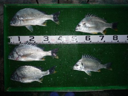 海山フィッシングセンター 釣果