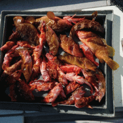 第二ゆず丸 釣果