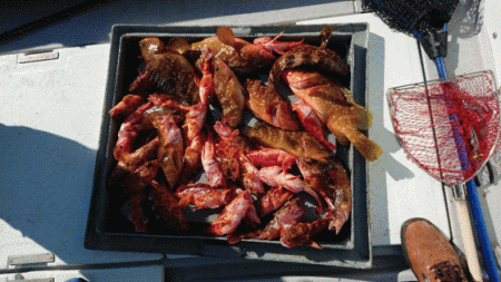 第二ゆず丸 釣果