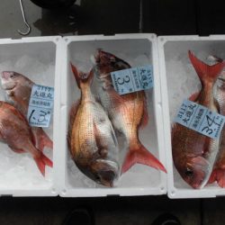 大進丸(新潟) 釣果