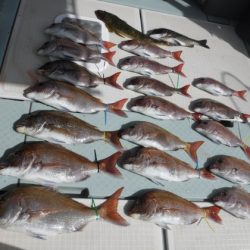 遊漁船 幸友丸 釣果