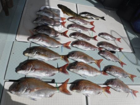 遊漁船 幸友丸 釣果