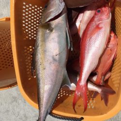 フィッシングハウス伊藤 釣果