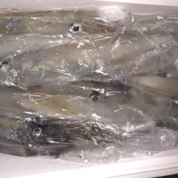 幸風（さちかぜ） 釣果