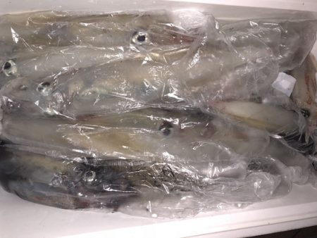 幸風（さちかぜ） 釣果