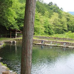 小菅トラウトガーデン 釣果