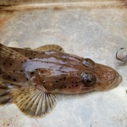 遊漁船 ニライカナイ 釣果