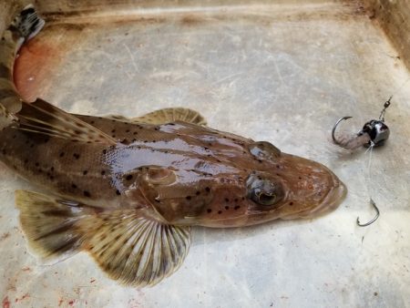 遊漁船 ニライカナイ 釣果