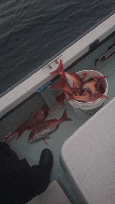 遊漁船ブルーウッズ 釣果