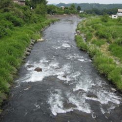 狩野川(狩野川漁業協同組合) 釣果