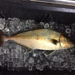 フィッシングハウス伊藤 釣果