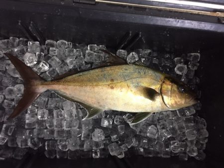 フィッシングハウス伊藤 釣果