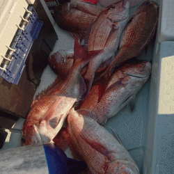 遊漁船ブルーウッズ 釣果