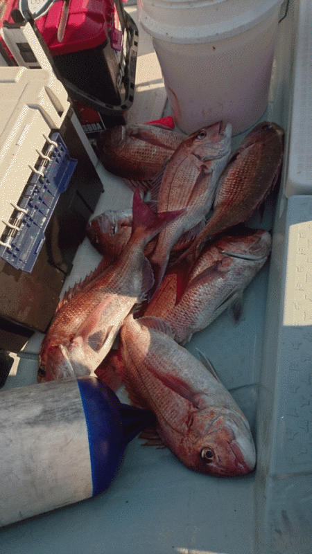 遊漁船ブルーウッズ 釣果