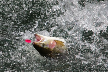 小菅トラウトガーデン 釣果