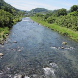 狩野川(狩野川漁業協同組合) 釣果