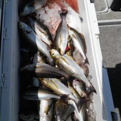 第二大福丸 釣果