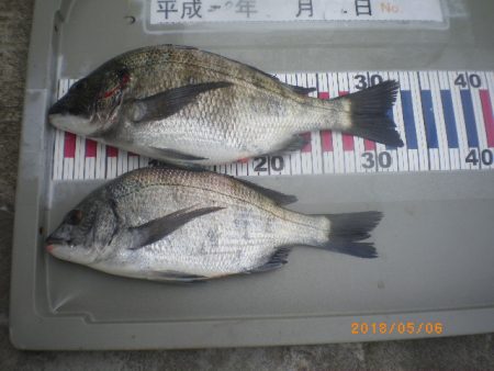 姫路市立遊魚センター 釣果