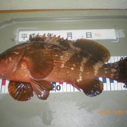 姫路市立遊魚センター 釣果