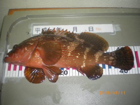 姫路市立遊魚センター 釣果