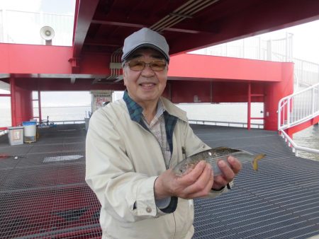 尼崎市立魚つり公園 釣果