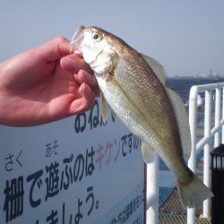 オリジナルメーカー海づり公園(市原市海づり施設) 釣果