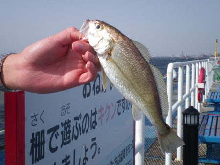 オリジナルメーカー海づり公園(市原市海づり施設) 釣果