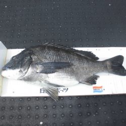 尼崎市立魚つり公園 釣果