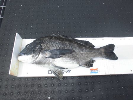 尼崎市立魚つり公園 釣果