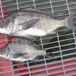 尼崎市立魚つり公園 釣果