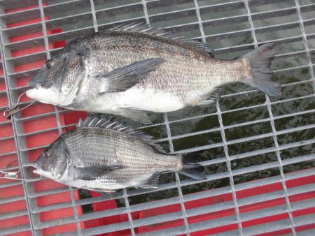 尼崎市立魚つり公園 釣果