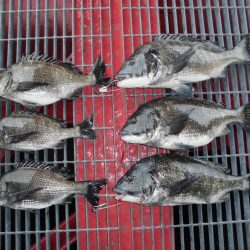 尼崎市立魚つり公園 釣果