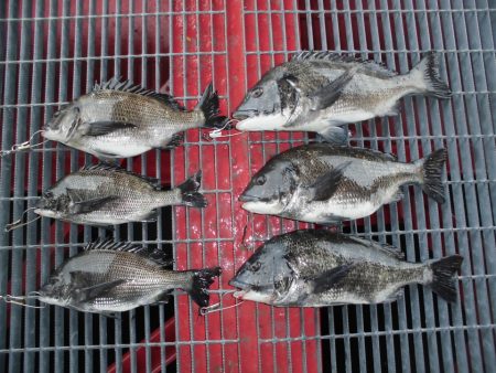 尼崎市立魚つり公園 釣果