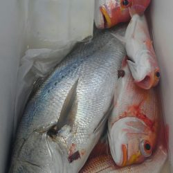 遊漁船 新鋭丸 釣果