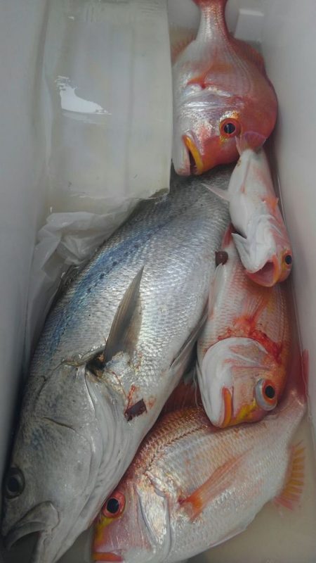 遊漁船 新鋭丸 釣果