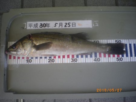 姫路市立遊魚センター 釣果