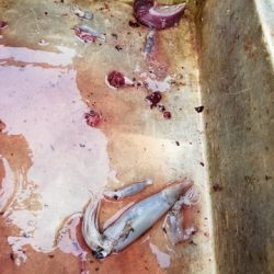 遊漁船 ニライカナイ 釣果