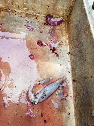 遊漁船 ニライカナイ 釣果