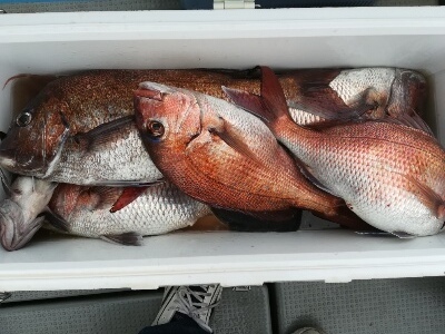 IDATEN(イダテン) 釣果