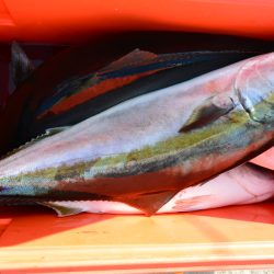 ジギング船 BLUEWATER 釣果