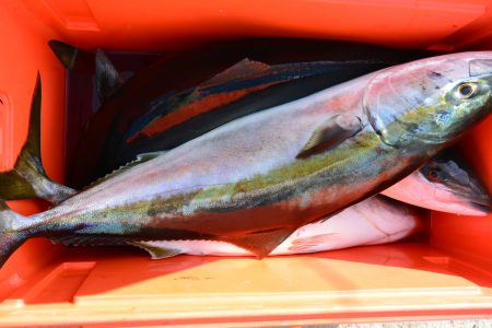 ジギング船 BLUEWATER 釣果