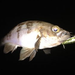 二見メバリング5