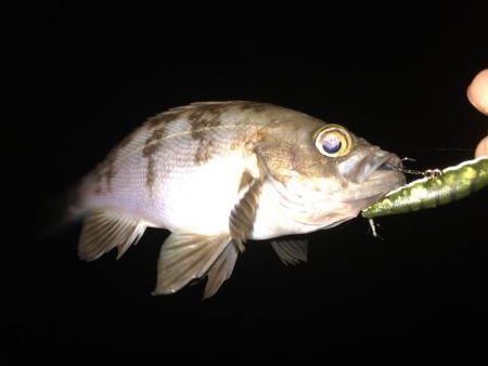 二見メバリング5