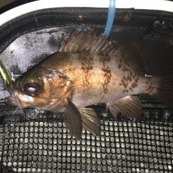 二見メバリング6