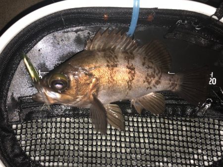 二見メバリング6