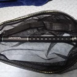 念願の春イカ！