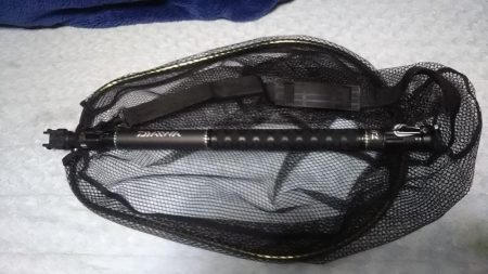 念願の春イカ！