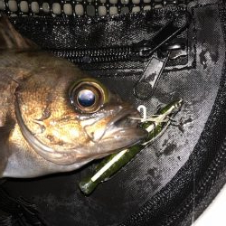 二見メバリング5