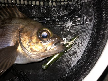 二見メバリング5