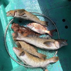 大貫丸 釣果